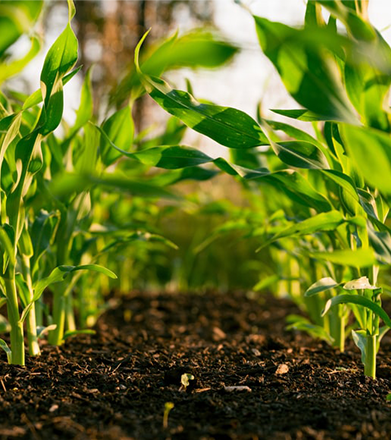 Agriculture