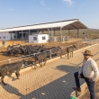 FIRST GIROLANDO ARRIVALS MARK NEW ERA FOR BOTSWANA’S DAIRY INDUSTRY