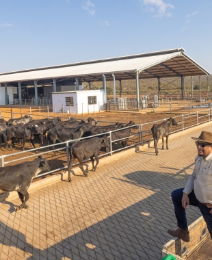FIRST GIROLANDO ARRIVALS MARK NEW ERA FOR BOTSWANA’S DAIRY INDUSTRY