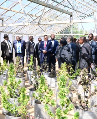 PRESIDENT BOKO HAILS SUCCESSFUL HEMP TRIALS AS KEY STEP IN ECONOMIC REBUILD
