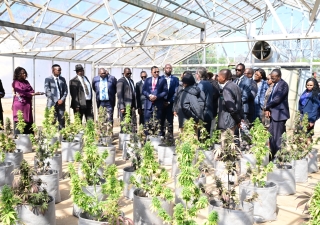 PRESIDENT BOKO HAILS SUCCESSFUL HEMP TRIALS AS KEY STEP IN ECONOMIC REBUILD