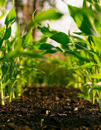 Agriculture